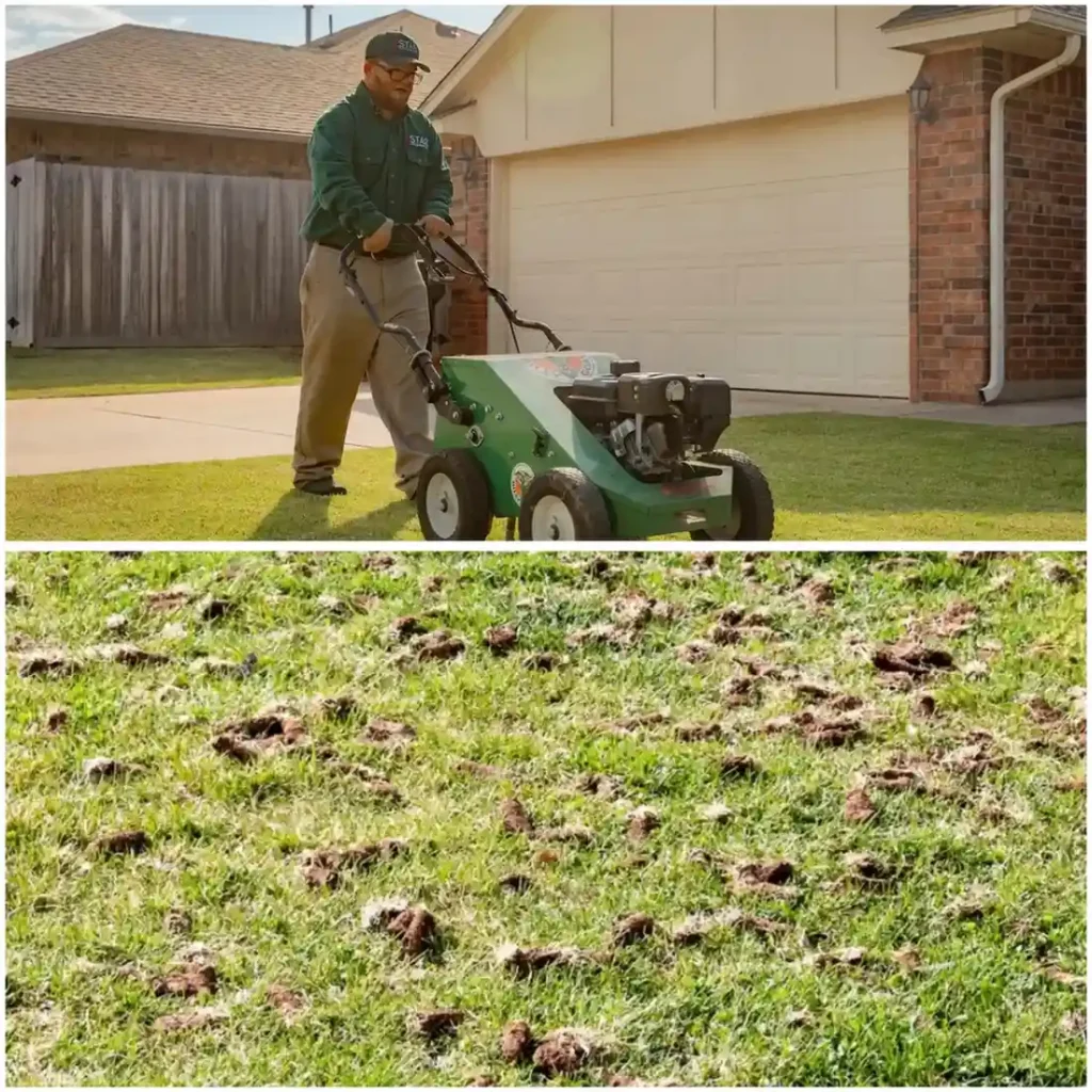 Lawn aeration service showing machine in use and soil plugs on grass