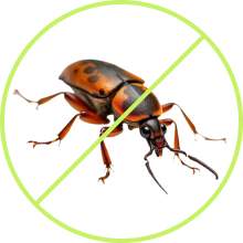 LawnSpark lawn protection service image showing professional lawn care, weed control, and turf protection treatment services