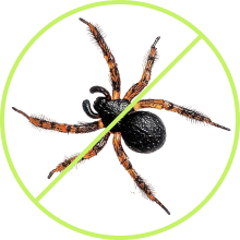 Spider pest control and lawn protection service preventing insects and pests around lawn and home by LawnSpark