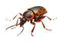 Beetle insect pest control icon representing LawnSpark insect control and pest extermination services