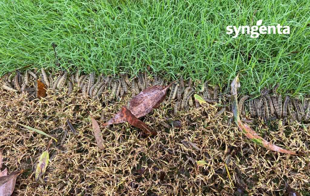 Banner showing lawn insects and pests for professional lawn insect control and pest control services