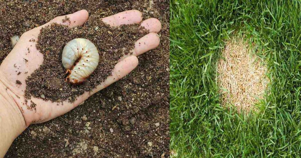 Close up of lawn insect pest damaging grass requiring professional lawn pest control treatment