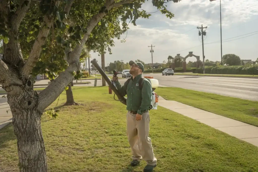 Mosquito pest on lawn requiring professional mosquito control and lawn pest treatment service