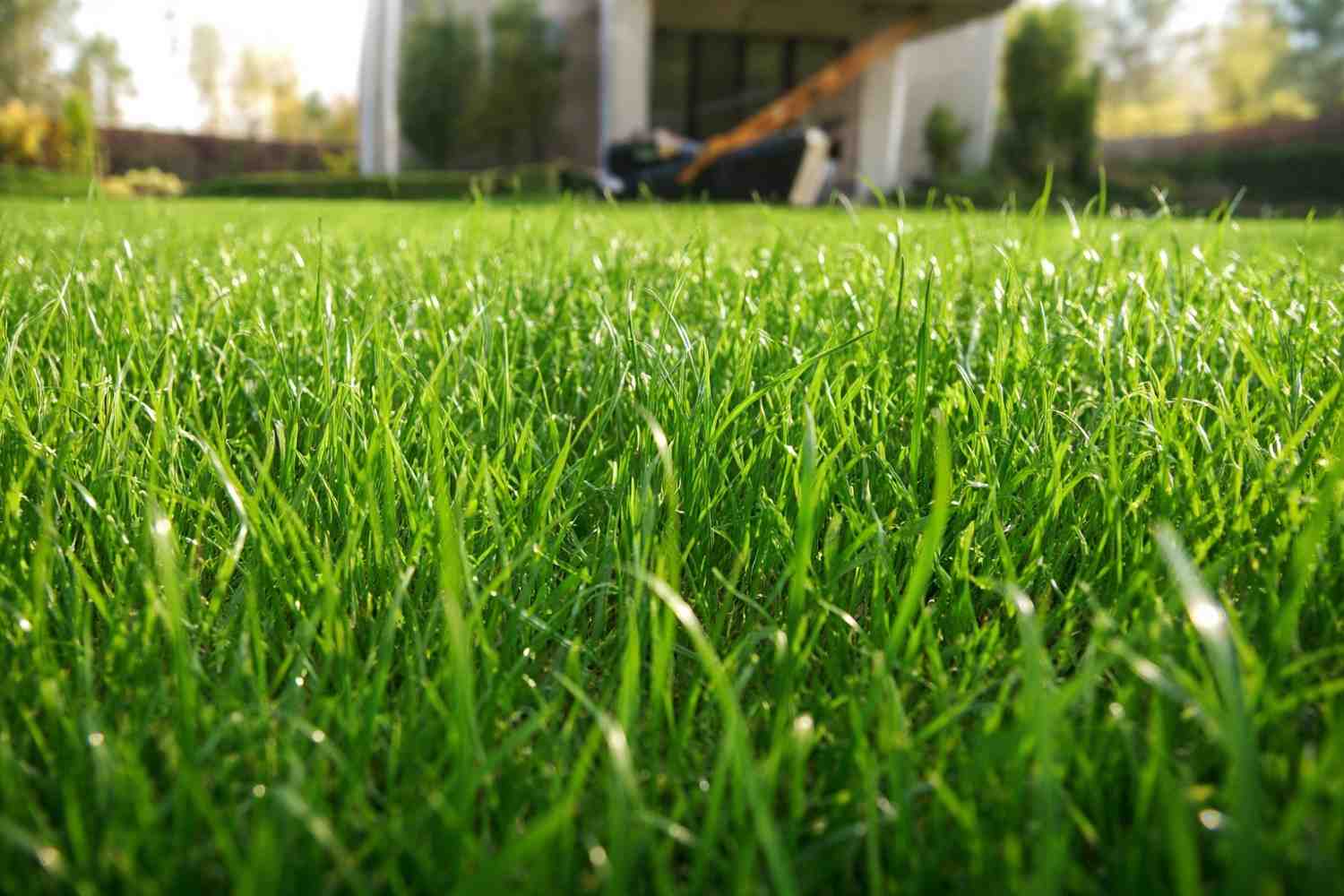Close-up of healthy green lawn showing benefits of weed control and fertilization treatment