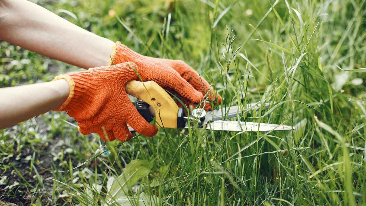 Gardener wearing orange gloves trimming grass and weeds with garden shears as part of weed control lawn service