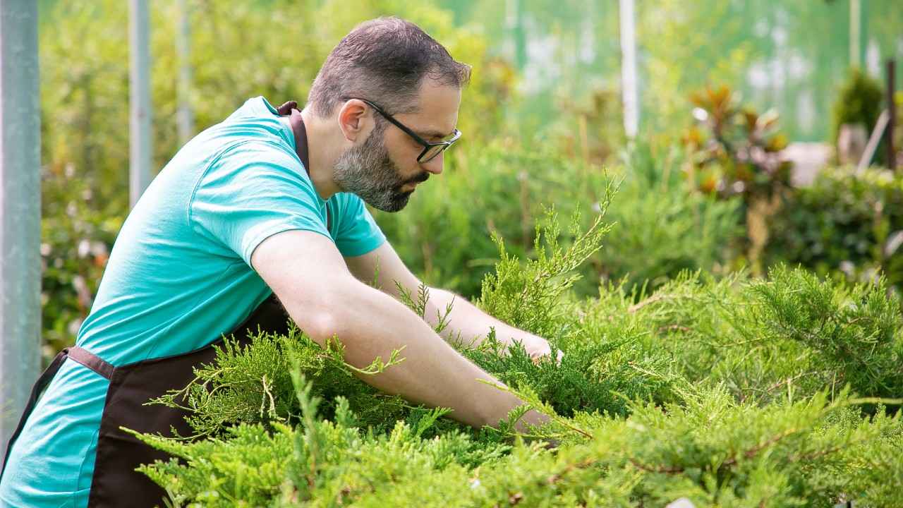 Professional gardener trimming and maintaining green shrubs in a landscaped garden