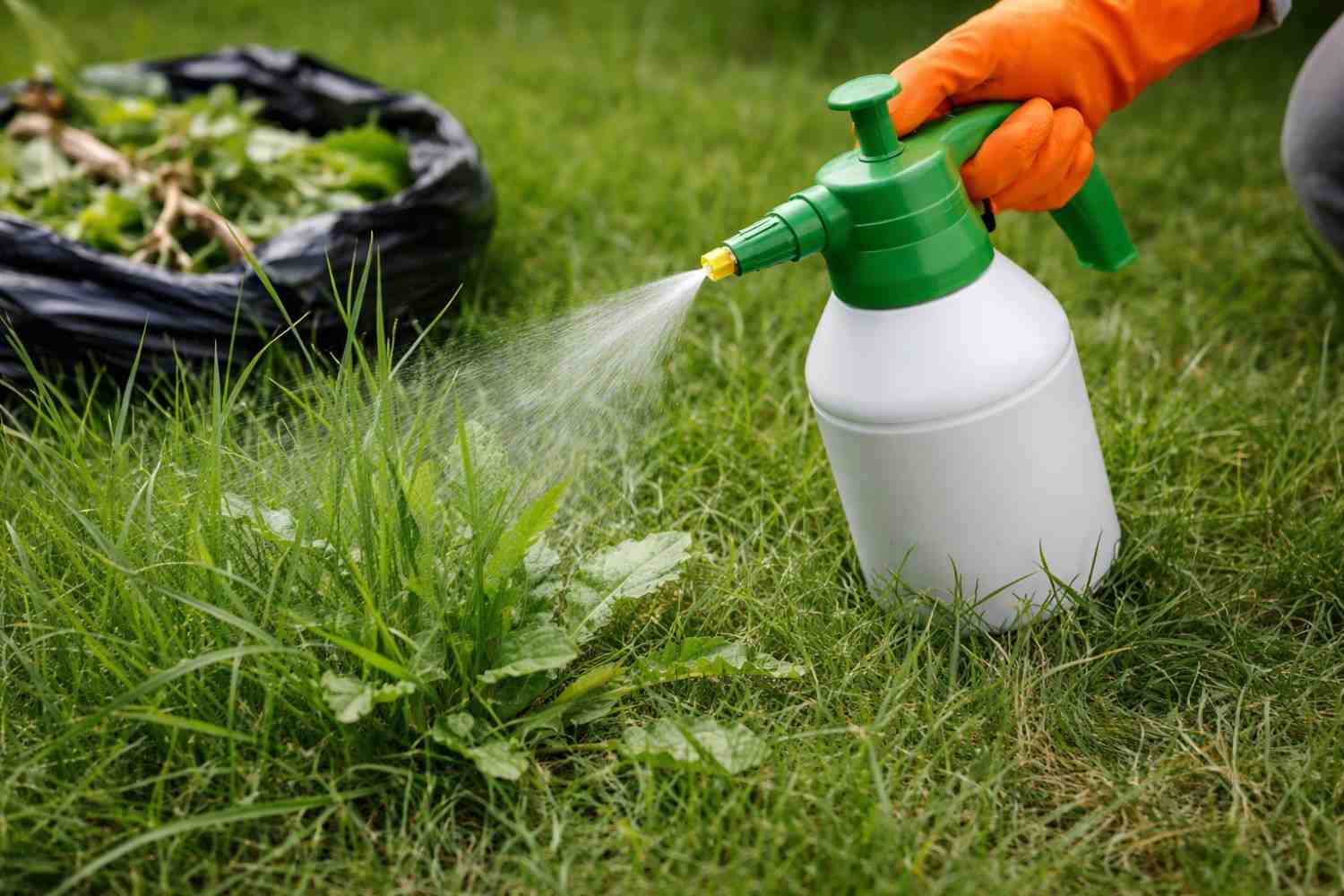 Gardener wearing gloves spraying weed killer on lawn grass for effective weed control