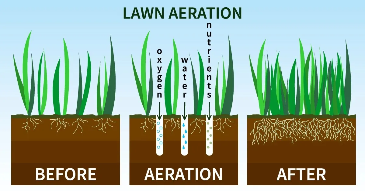 Illustration of lawn aeration process showing three stages: before aeration with compact soil and shallow roots, aeration with holes allowing oxygen, water.