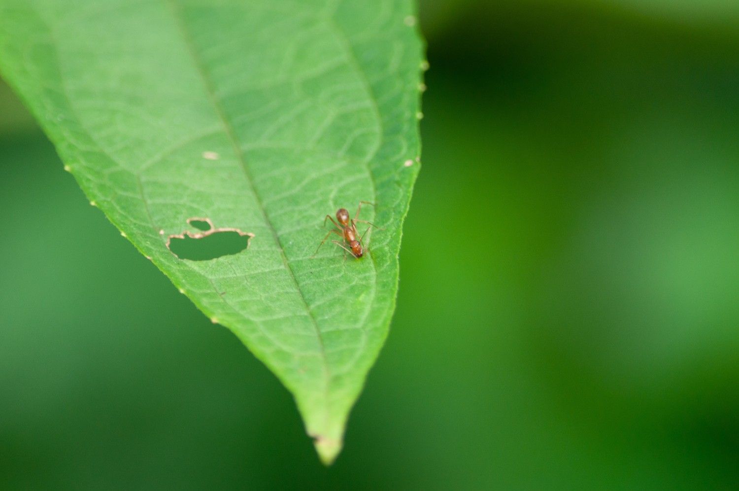 Macro Shot of a Small Red Ant on a Damaged Green Leaf